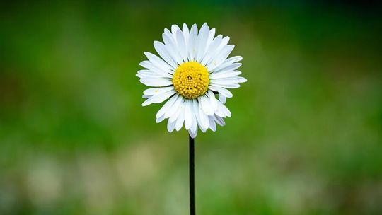 Ślub w zgodzie z naturą: eko-inspiracje na wyjątkowy dzień?