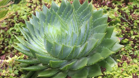 Sok z aloesu - doskonały na wzmocnienie organizmu