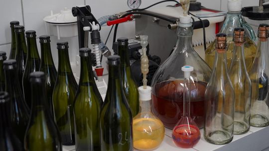 Studenci ZUT uczą się jak produkować wino musujące