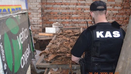 Susz tytoniowy zamiast paliwa