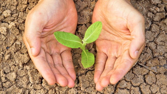 Susza – narastający problem. Sprawdź, co robić, by wesprzeć naturę