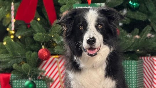 Świąteczne upominki dla pupili – co w tym roku króluje pod choinką?