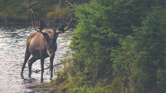 Światowy Dzień Dzikiej Przyrody. Zobacz, jak możesz ją chronić