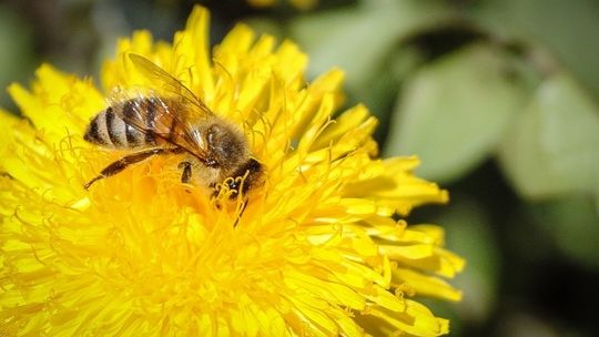 Światowy dzień pszczół 