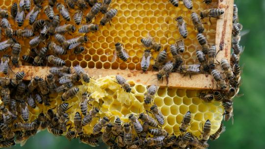 Światowy Dzień Pszczół – dlaczego warto chronić zapylacze?