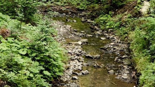 Światowy Dzień Wody. Polacy coraz częściej martwią się suszą. Pomóc może mała retencja