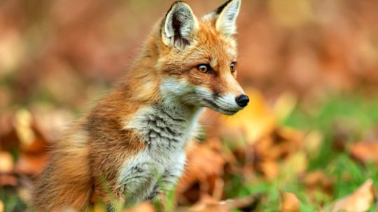 Światowy Dzień Zwierząt – dlaczego ich ochrona jest dziś ważniejsza niż kiedykolwiek wcześniej?