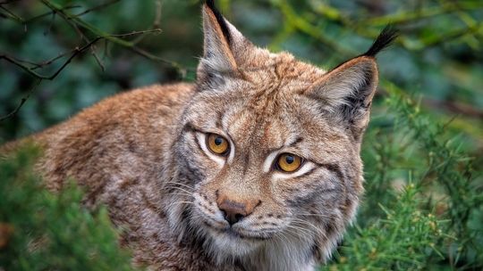 Światowy Dzień Zwierząt – sprawdź, jak chronić zagrożone gatunki