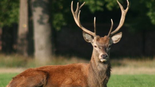 Światowy Dzień Zwierząt. Sprawdź, jak dbać o planetę i jej mieszkańców
