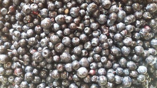 Święto Borówki w Nadleśnictwie Nowogard