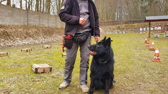 Szkolenie psów służbowych