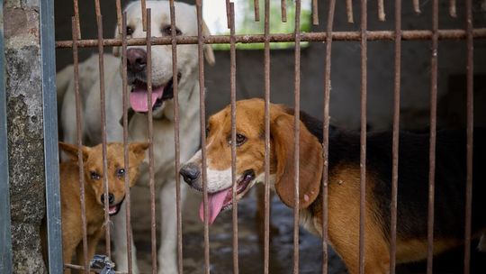 To historyczne wydarzenie. Pierwsza ubojnia psów w chińskim Yulin zakończyła swoją działalność przed dorocznym festiwalem psiego mięsa