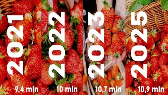 Truskawki - dłuższy sezon i rekordowe zainteresowanie