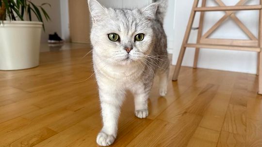 Ubezpieczenie NNW psa i kota bez dopłat w polisie mieszkaniowej