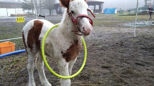 Uczelniany źrebak rośnie jak na drożdżach