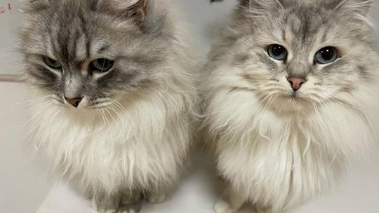 Ukraińskie zwierzęta znajdą bezpłatną pomoc na mojweterynarz.online