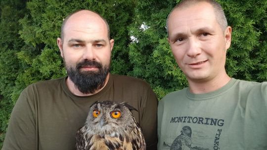 Uratowano puchacza w Nadleśnictwie Barlinek