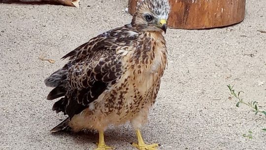 Uratowany myszołów niedługo wróci na wolność w Nadleśnictwie Rokita