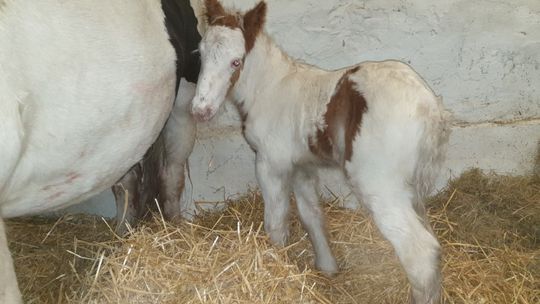 W Akademickim Ośrodku Jeździeckim ZUT urodziło się źrebię rasy Tinker