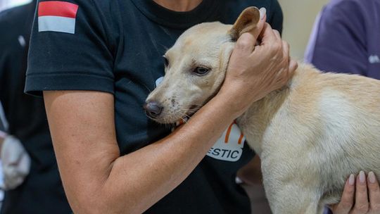 W których krajach bezdomne psy mają najlepiej i najgorzej? Humane World Animals publikuje zestawienie z okazji Dnia Bezdomnych Zwierząt W których krajach bezdomne psy mają najlepiej i najgorzej? Humane World Animals publikuje zestawienie z okazji Dnia Bezdomnych Zwierząt