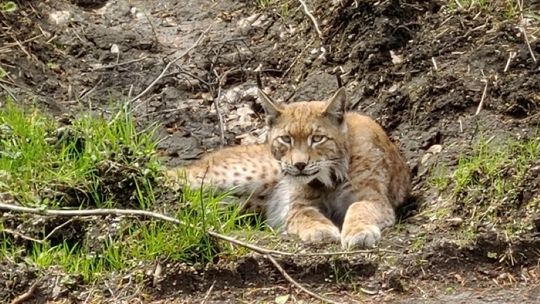 W lasach Nadleśnictwa Dobrzany (RDLP w Szczecinie) żyją, m.in. wilki, łosie, żubry i rysie