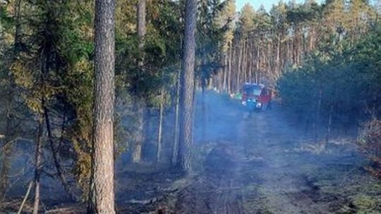 W lasach wysokie zagrożenie pożarowe – leśnicy apelują o rozwagę