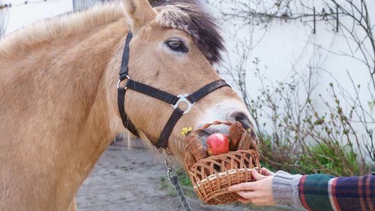 W sobotę święcenie pokarmów na Osowie. Z udziałem jeźdźców na koniach