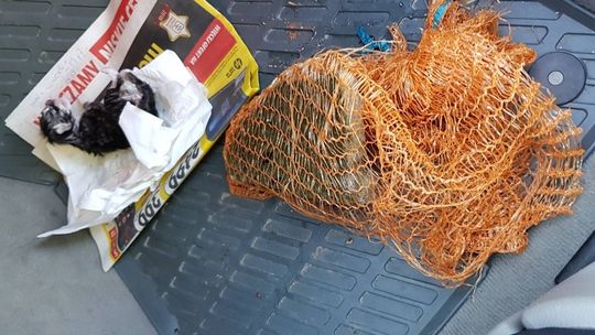 W trybie przyspieszonym odpowie za usiłowanie zabicia małego kota