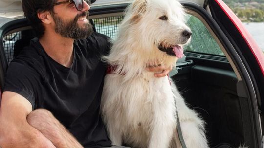 Wakacje z pupilem – jak przygotować się do podróży z psem lub kotem?