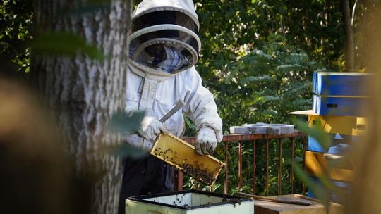 Wielki Dzień Pszczół. Dlaczego musimy ratować zapylacze?