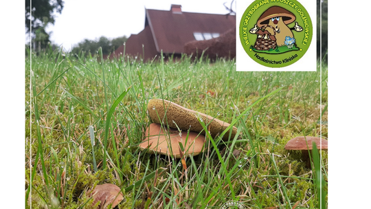 Wielkie Grzybobranie w Nadleśnictwie Kliniska  