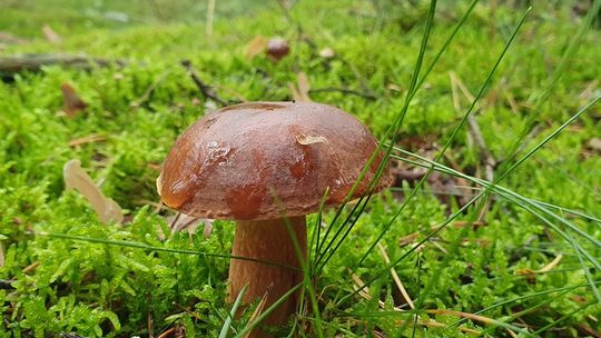 Wielkie Grzybobranie w Puszczy Goleniowskiej