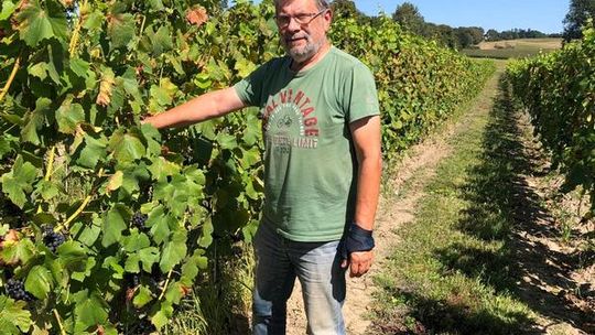 Winnice z Pomorza Zachodniego zdobywają serca turystów i Pomorza