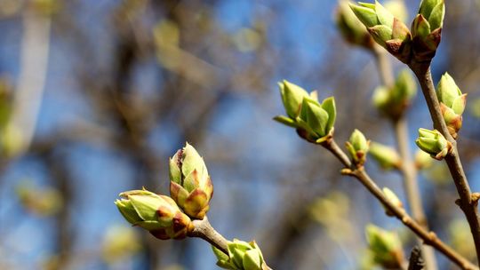 Wiosna budzi naturę do życia. Sprawdź, jak wspierać środowisko każdego dnia