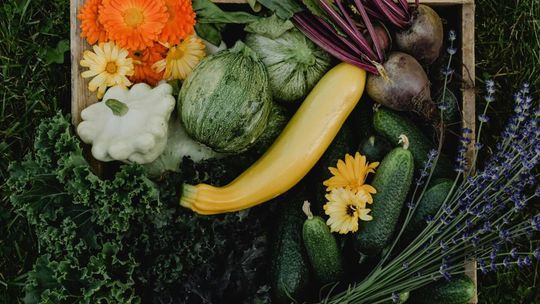 Wrzesień na talerzu – cukinia królowa jesiennej kuchni