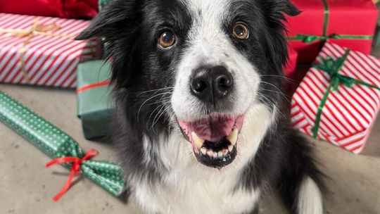 Wspólnie dla zwierząt - Spełnij marzenia zwierząt w schroniskach! Rusza wielka świąteczna akcja charytatywna Maxi Zoo