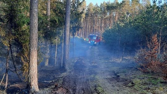 Wysokie i średnie zagrożenie pożarowe w lasach RDLP Szczecin