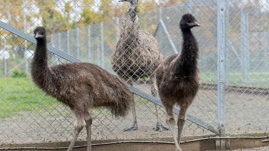 Z uczelnianej zwierzętarni do ogrodu zoologicznego. Młoda para emu zamieszka w nowym domu