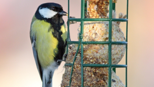 Zadbaj o skrzydlatych gości w swoim ogrodzie  – sprawdzone zasady dokarmiania dzikich ptaków