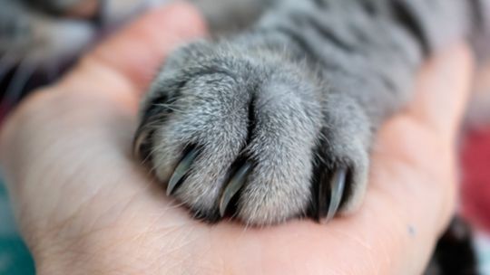 Zbieraj Łapki i odbieraj rabaty – nowość w Maxi Zoo