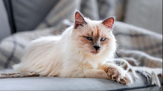 Zdrowie zaczyna się od miski! Maxi Zoo i Royal Canin wspólnie o specjalistycznym żywieniu zwierząt