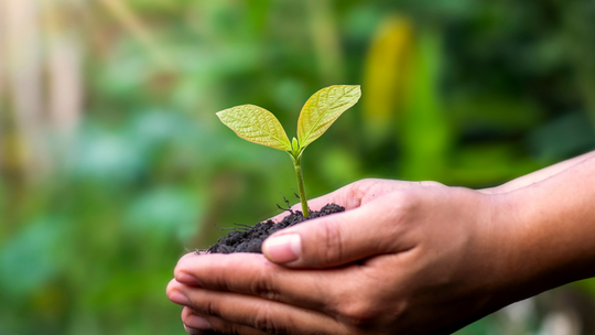 Zdjęcie ilustracyjne - roślinka