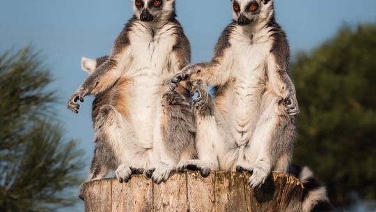 Zoo Borysew i Województwo Łódzkie na Pikniku nad Odrą 2025 – egzotyka i edukacja w sercu Szczecina