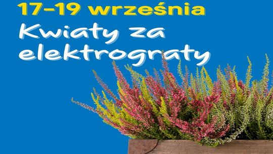 Zrób porządek i odbierz wrzosy od Castoramy. Rusza jesienna akcja „Kwiaty za Elektrograty”