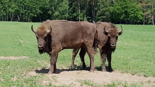 Żubry w Nadleśnictwie Bierzwnik