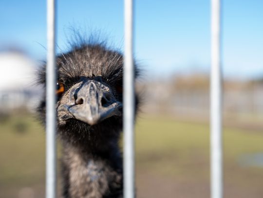 3 małe emu z ZUT-u pojadą do ZOO w Poznaniu