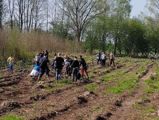 40 milionów drzew posadzili leśnicy z RDLP w Szczecinie 