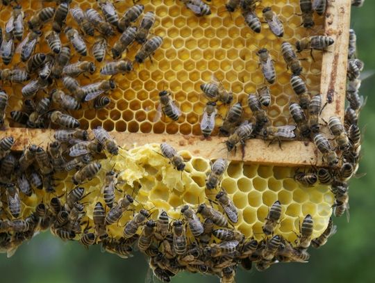 8 sierpnia obchodzimy Wielki Dzień Pszczół. Sprawdź, jak samodzielnie dbać o populację zapylaczy
