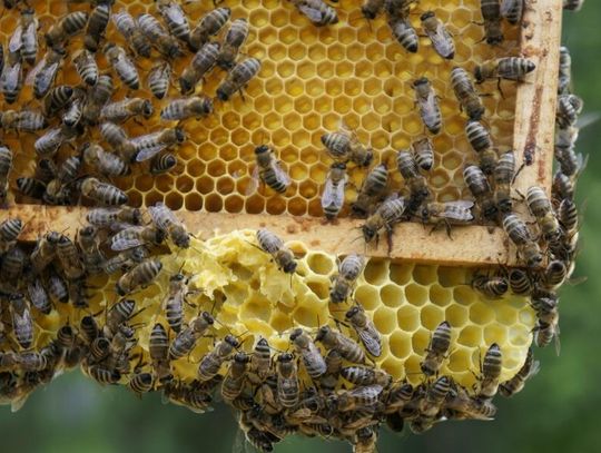 8 sierpnia obchodzimy Wielki Dzień Pszczół. Sprawdź, jak wspierać te pożyteczne owady