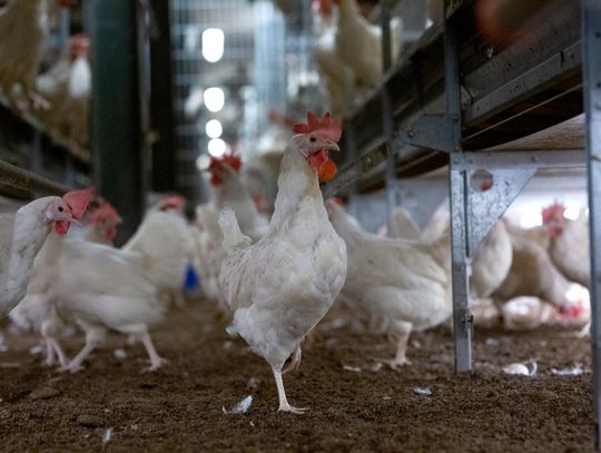 ALDI wycofuje ten produkt. Powodem troska o zwierzęta